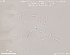 Lachnum brevipilosum