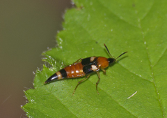 Lordithon lunulatus