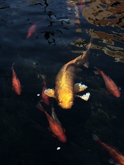 Cyprinus rubrofuscus