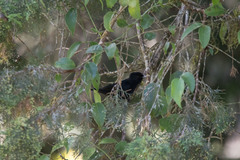 Knipolegus nigerrimus