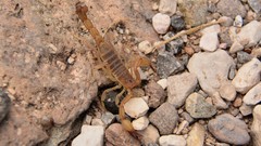 Chihuahuanus russelli