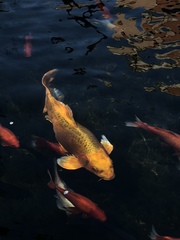 Cyprinus rubrofuscus