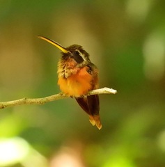 Phaethornis aethopygus