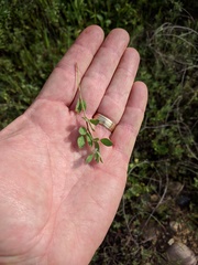 Acmispon americanus americanus