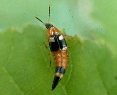 Lordithon lunulatus