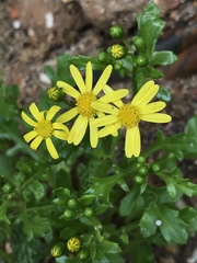 Senecio leucanthemifolius