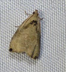 Olethreutes exoletum