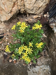 Senecio leucanthemifolius