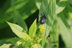 Microrhopala excavata