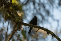 Knipolegus cyanirostris