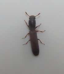 Colydium lineola