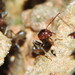 Cecropia Ants and Allies - Photo (c) Cheryl Harleston López Espino, some rights reserved (CC BY-NC-ND)