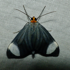 Crocypus perlucidaria