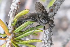 Symphoromyia