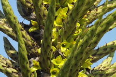 Puya chilensis