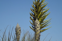 Puya chilensis