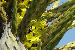 Puya chilensis
