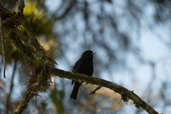 Knipolegus cyanirostris