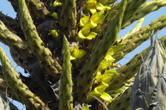 Puya chilensis