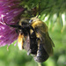 Thistle Long-horned Bee - Photo (c) 103744238038089080957, some rights reserved (CC BY-NC), uploaded by 103744238038089080957