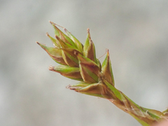 Carex laeviculmis
