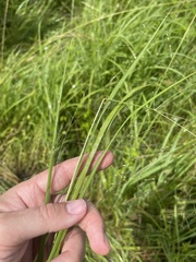 Panicum bergii