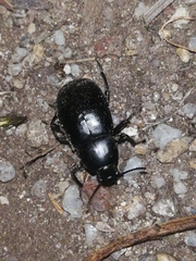 Coelometopus clypeatus