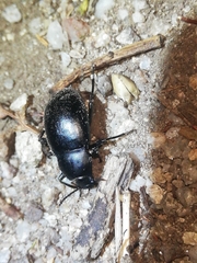 Coelometopus clypeatus