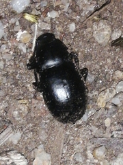 Coelometopus clypeatus