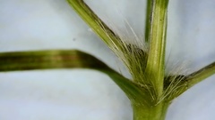 Panicum bergii