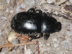 Coelometopus clypeatus