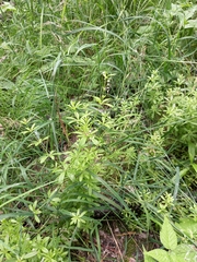 Galium dahuricum