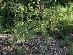 Grindelia adenodonta