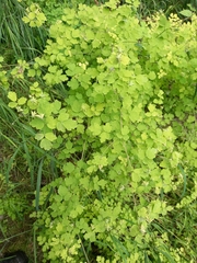 Thalictrum sparsiflorum