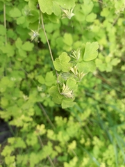 Thalictrum sparsiflorum