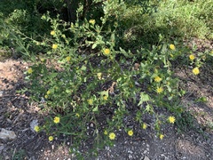 Grindelia adenodonta