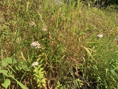 Saponaria officinalis