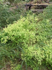 Thalictrum sparsiflorum