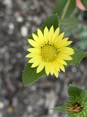 Grindelia adenodonta