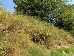 Saponaria officinalis