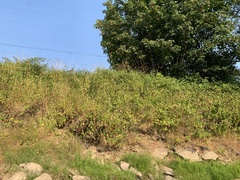 Saponaria officinalis