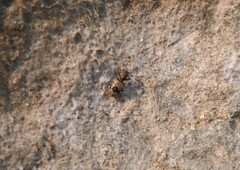 Lachnophorus elegantulus