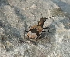 Lachnophorus elegantulus