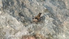 Lachnophorus elegantulus