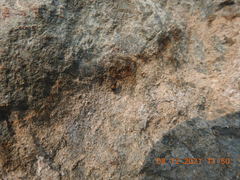 Lachnophorus elegantulus