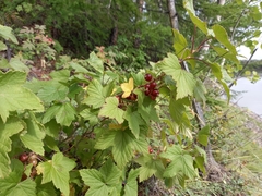 Ribes pauciflorum