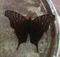 Hypanartia