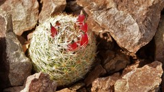 Escobaria tuberculosa varicolor