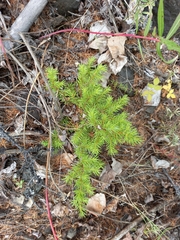Juniperus communis saxatilis