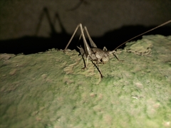 Thyreonotus corsicus